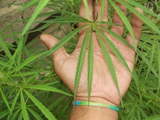 feuille ethiopian highland.jpg