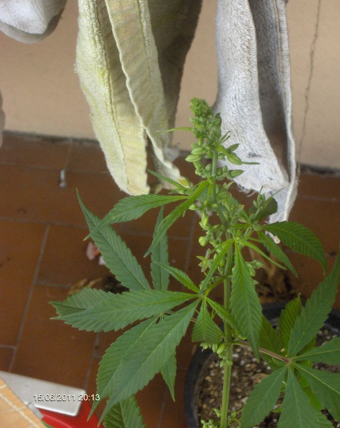 HPIM4136.JPG