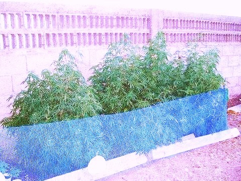 1ºCULTIVO.jpg