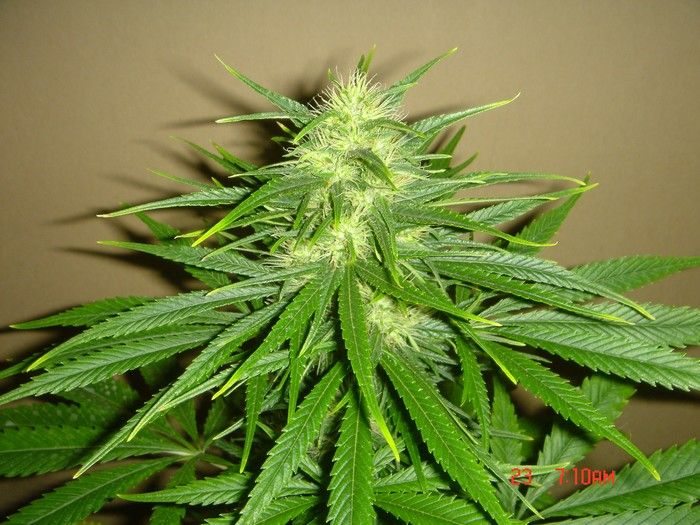 B.Green#1.3 (700x525px).JPG