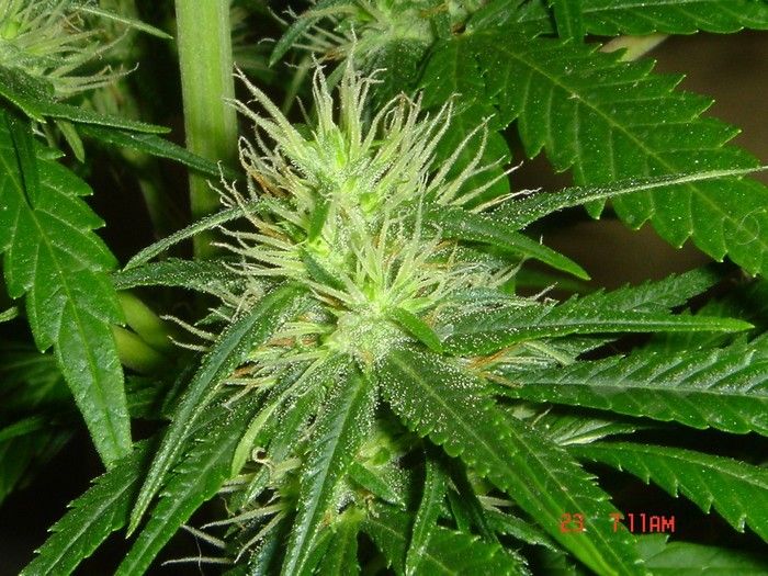 B.Green#1.6 (700x525px).JPG
