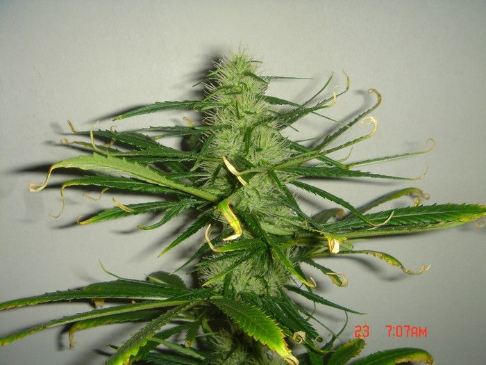 B.Green#3 (700x525px).JPG