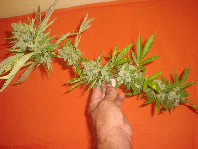 Phéno vert cut  (11).jpg