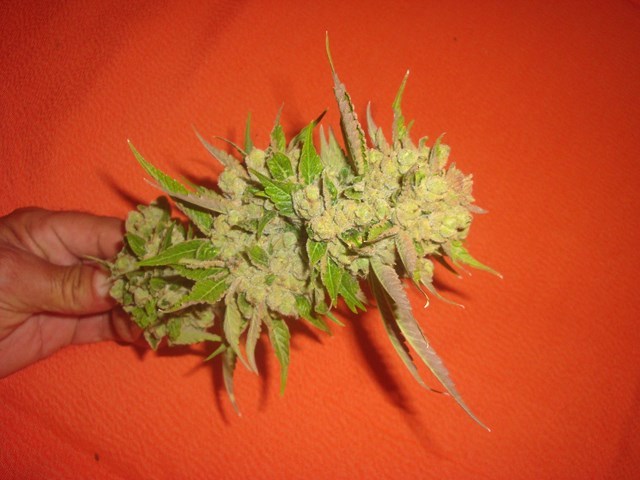 Phéno vert cut  (14).jpg