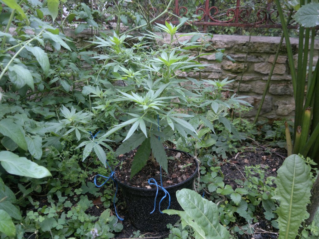 2015-07-27-6908.jpg