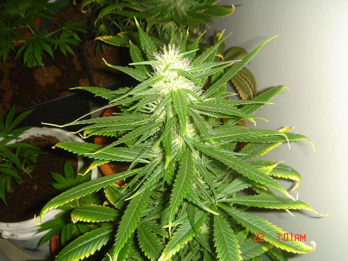B.Green.2 (700x525px].jpg
