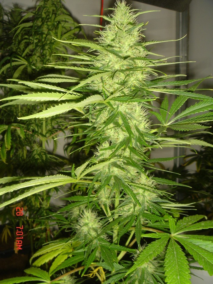 B.Green#1.JPG