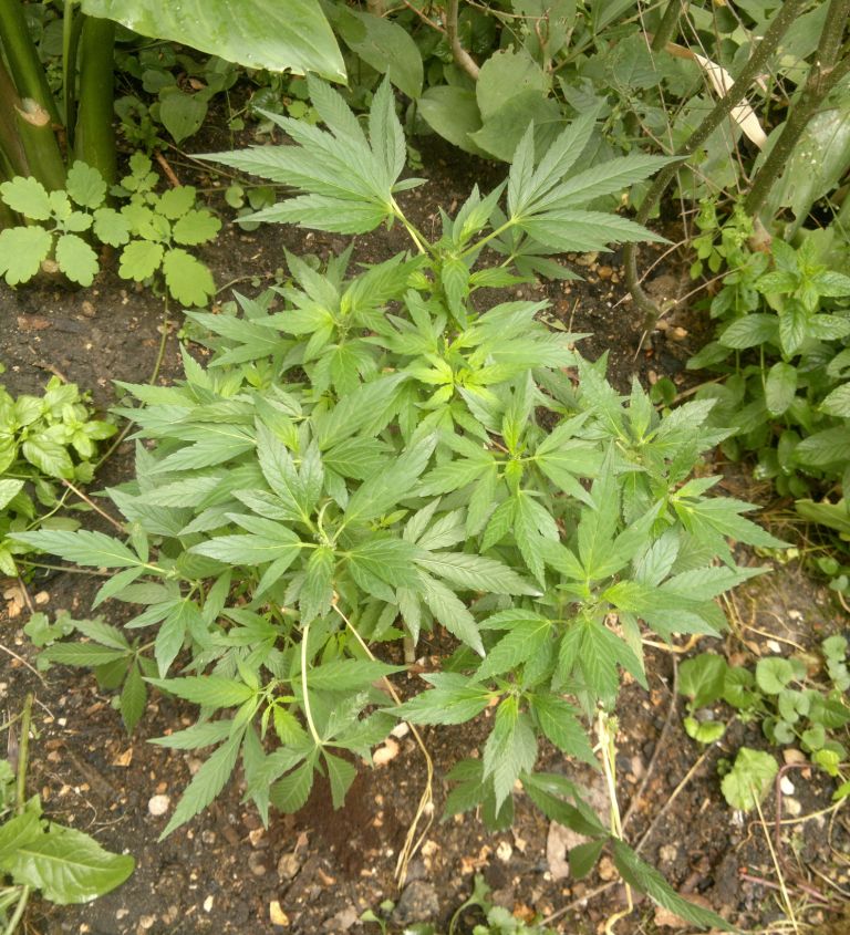 2015-08-09-6995_1.jpg