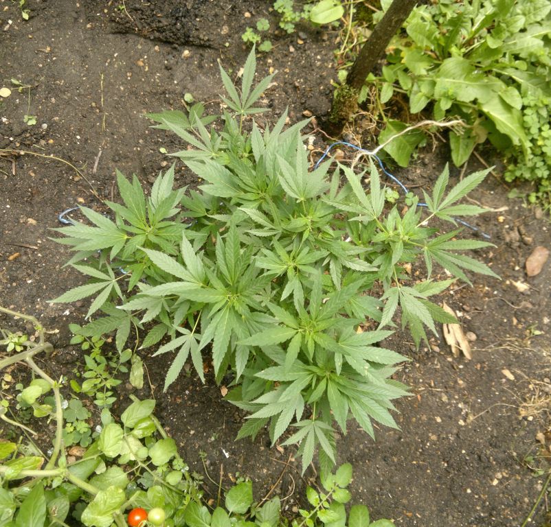 2015-08-09-6999_1.jpg