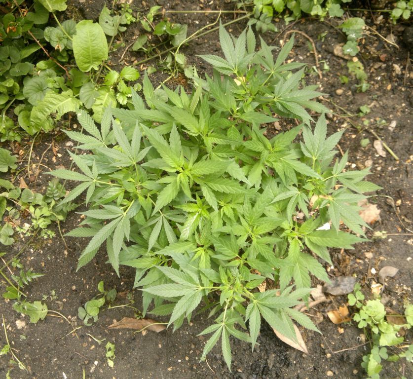 2015-08-09-6997_1.jpg