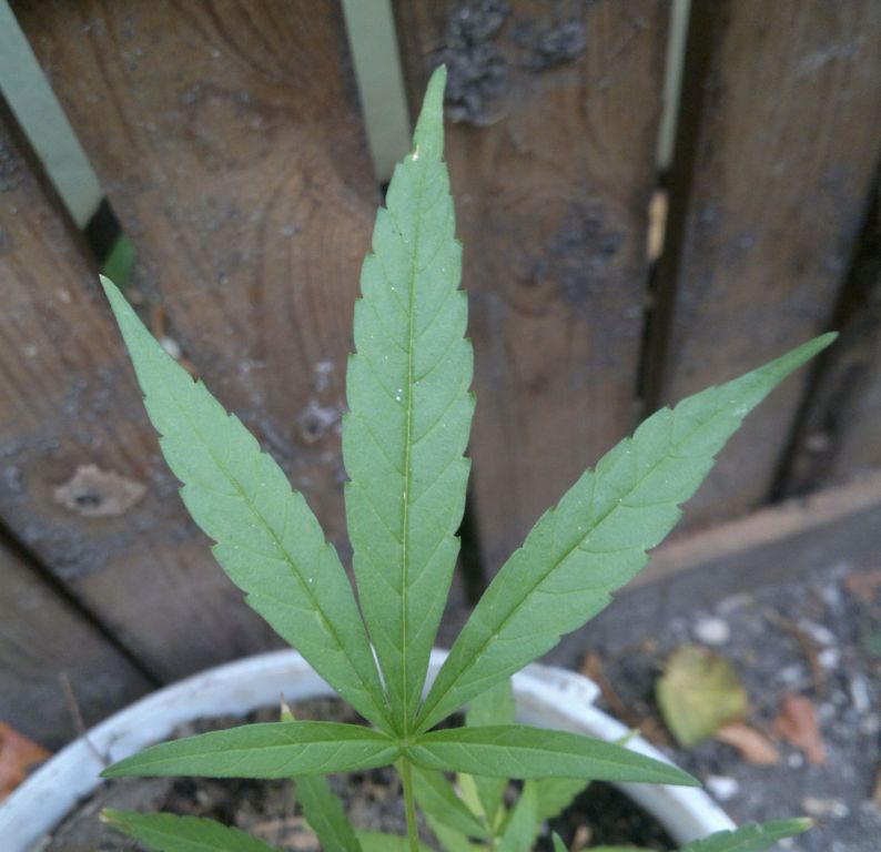 2015-08-09-7011_1.jpg