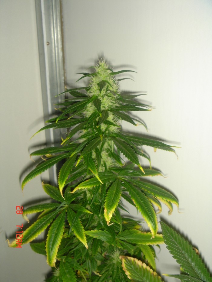 B.Green#2.JPG