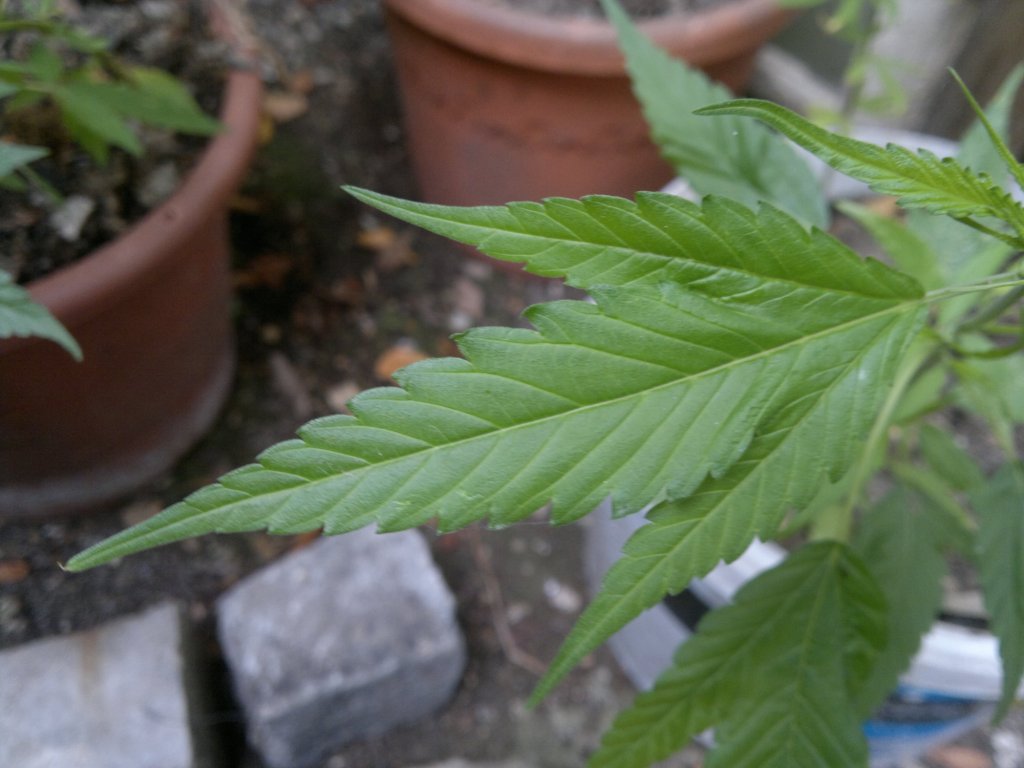 2015-08-09-7013.jpg