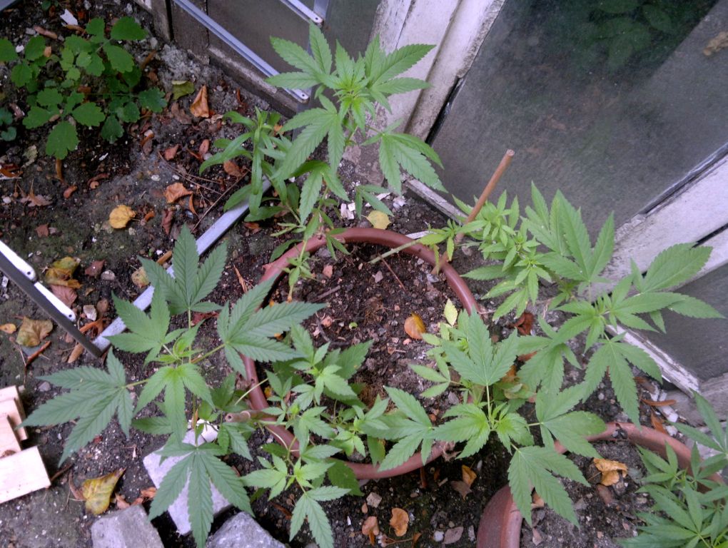 2015-08-09-7015_1.jpg
