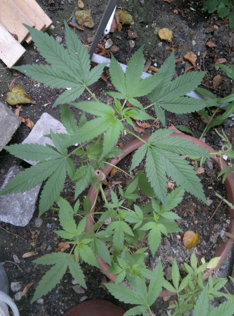 2015-08-09-7018_1.jpg