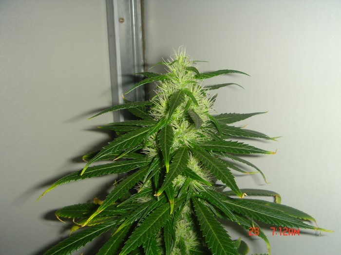 B.Green#2.2.JPG