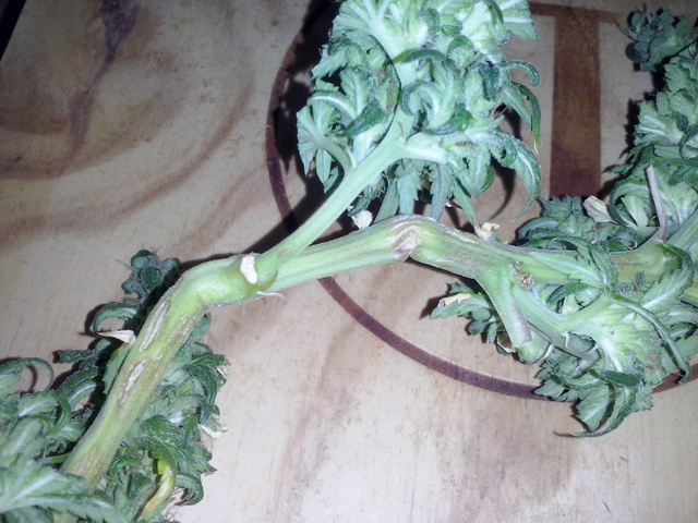 CAM00450.jpg
