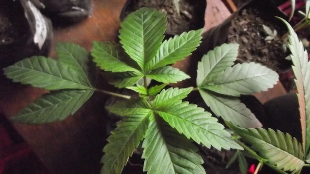 DSCF4975.JPG