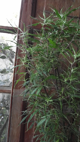 DSCF5006.JPG