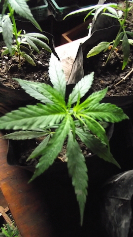 DSCF5033.JPG