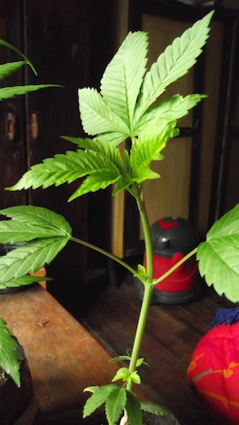 DSCF5069.JPG