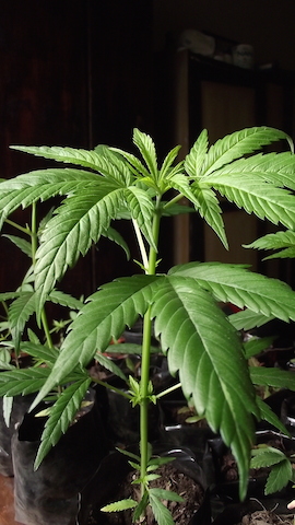 DSCF5072.JPG