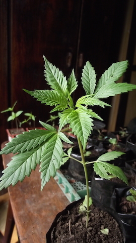 DSCF5079.JPG