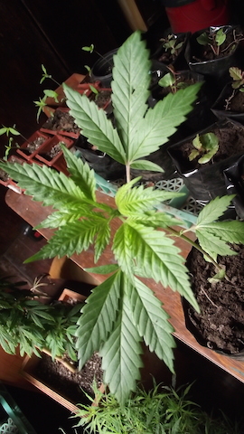 DSCF5080.JPG