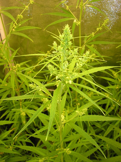 P1010006.jpg
