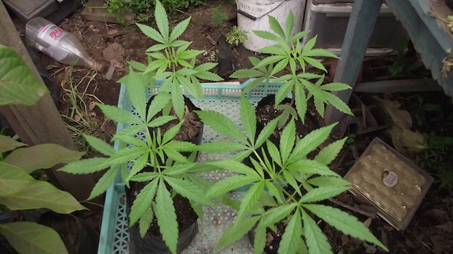 DSCF5186.JPG