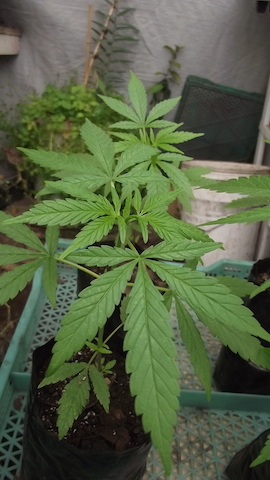 DSCF5188.JPG