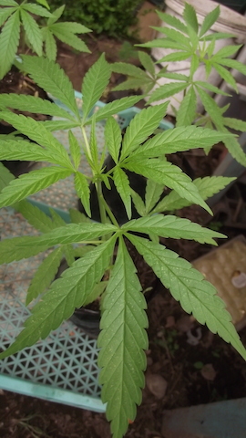 DSCF5189.JPG