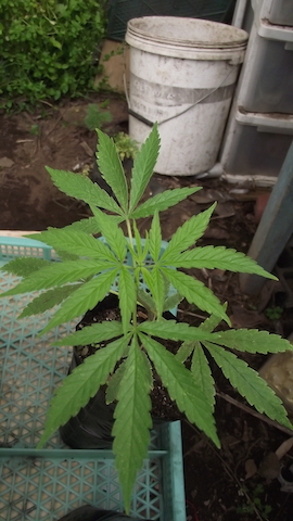 DSCF5190.JPG
