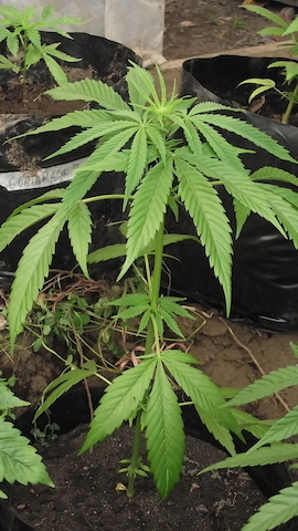 DSCF5206.JPG