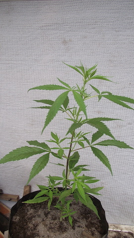 DSCF5344.JPG