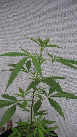 DSCF5345.JPG