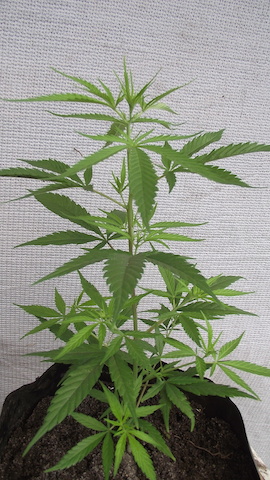 DSCF5346.JPG