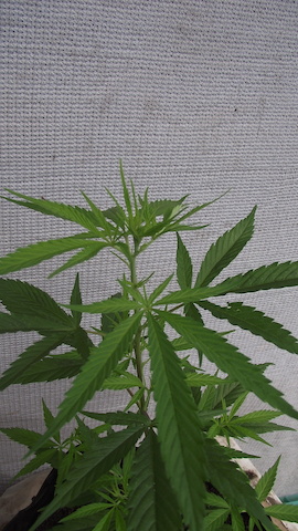 DSCF5348.JPG