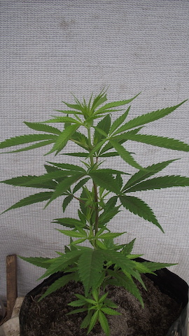 DSCF5350.JPG