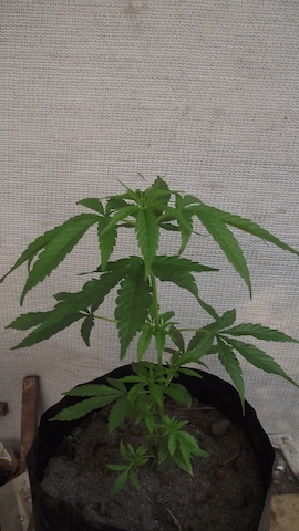 DSCF5371.JPG