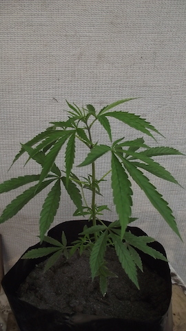 DSCF5374.JPG