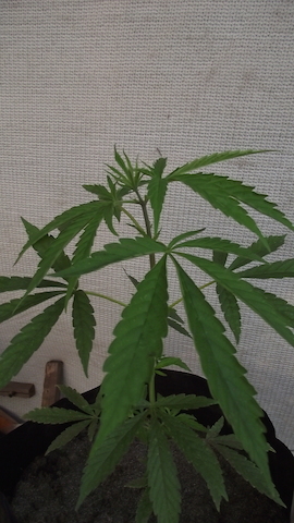 DSCF5375.JPG