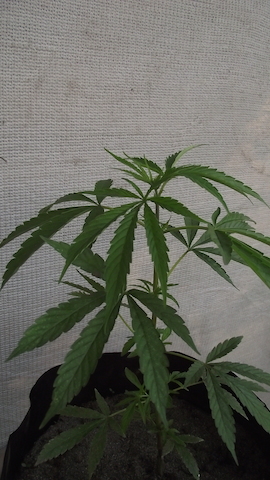 DSCF5377.JPG