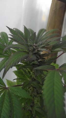 DSCF5380.JPG