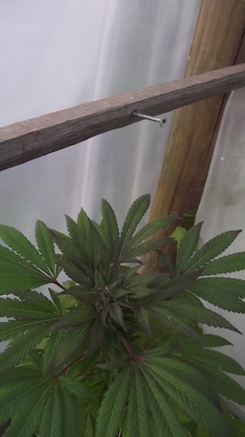 DSCF5385.JPG