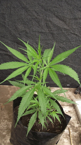 DSCF5461.JPG