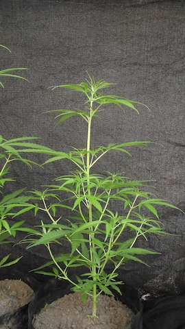 DSCF5506.JPG