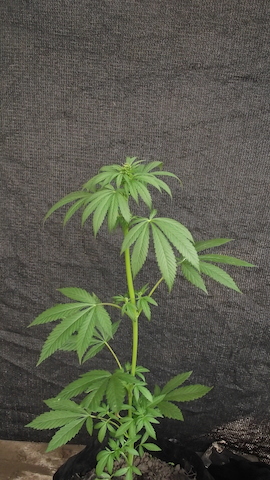 DSCF5521.JPG