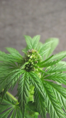 DSCF5522.JPG