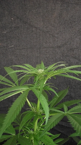 DSCF5530.JPG